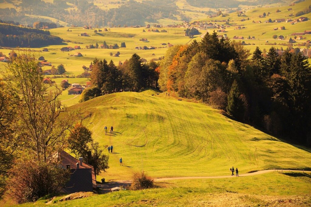 black forest, field, way-7597147.jpg